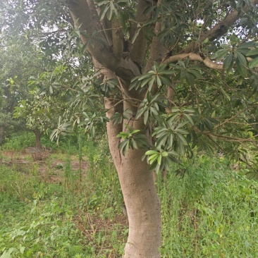 成熟杨梅树