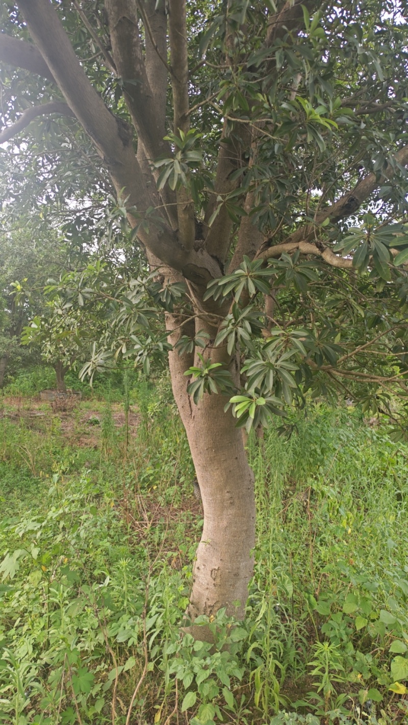 成熟杨梅树