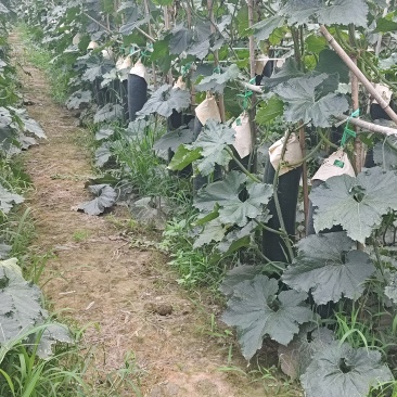 乐山杨湾