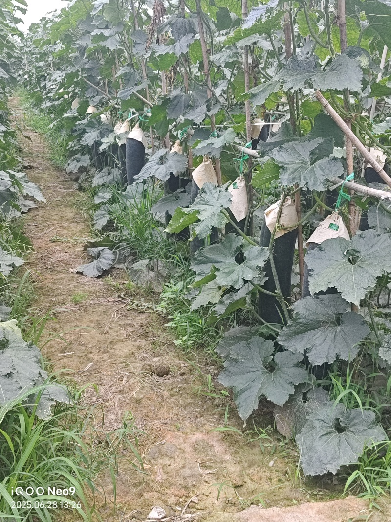 乐山杨湾