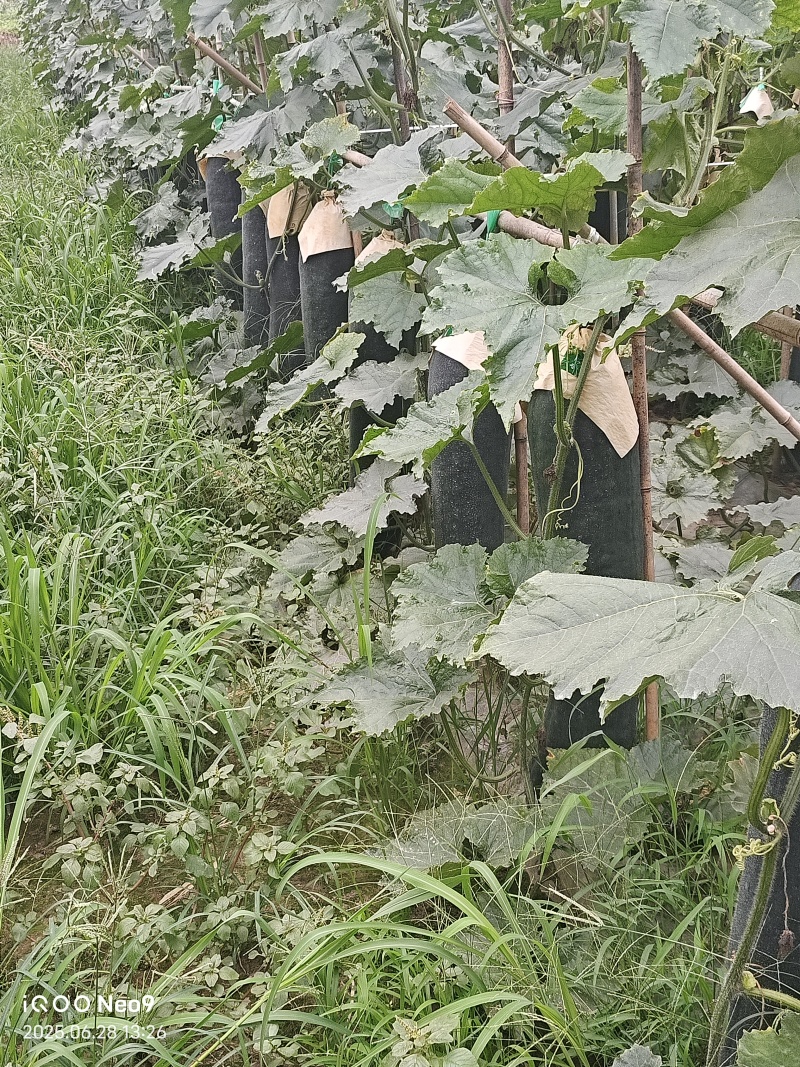 乐山杨湾