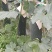 乐山杨湾