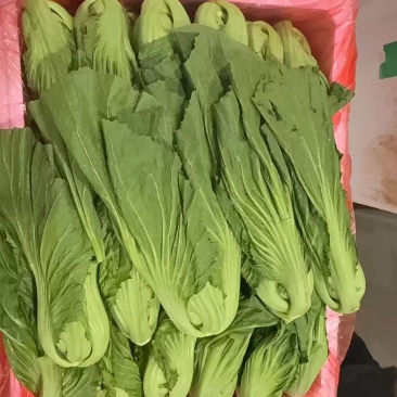 昆明芥菜
