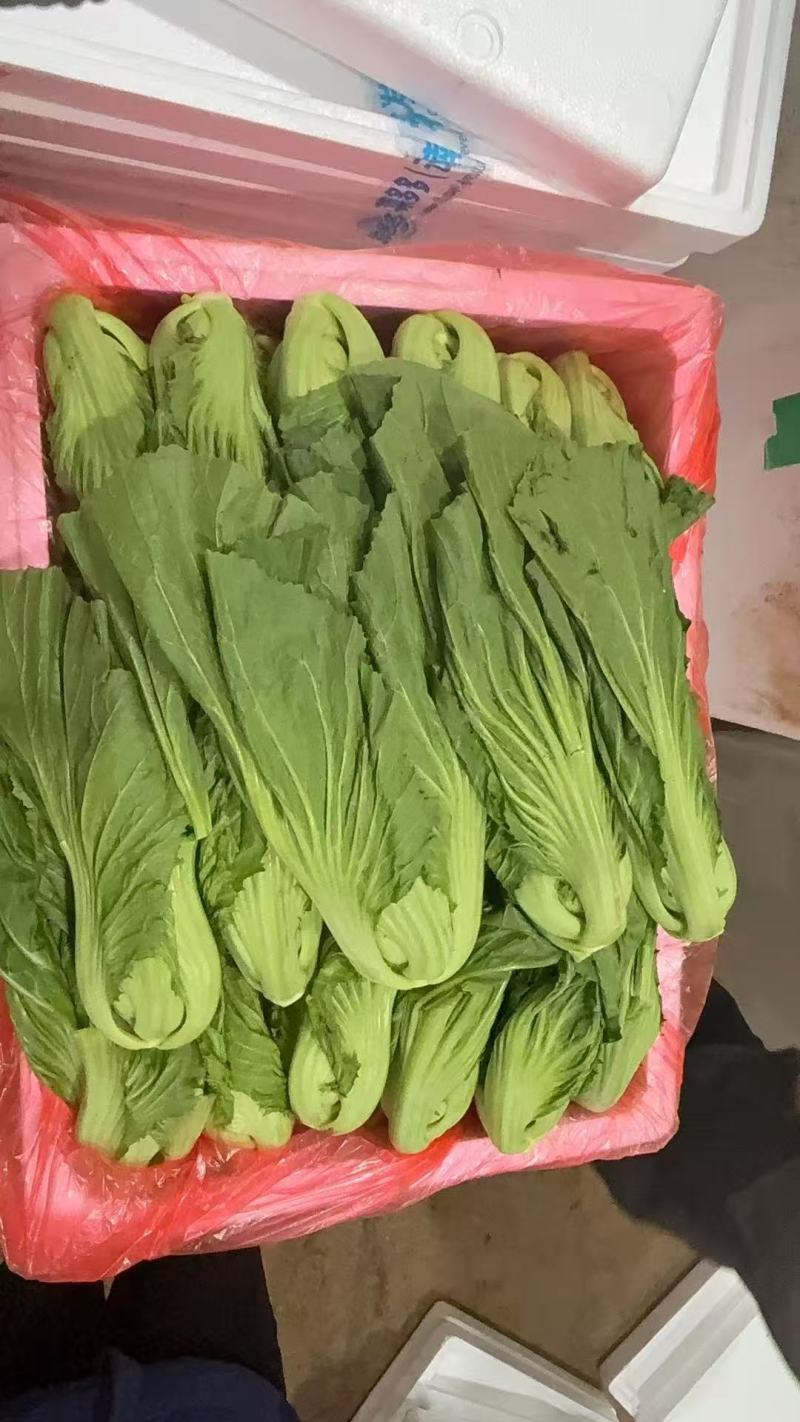 昆明芥菜