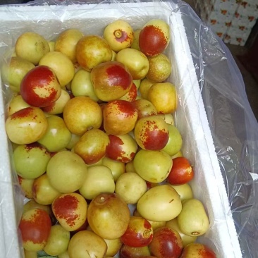 大荔冬枣