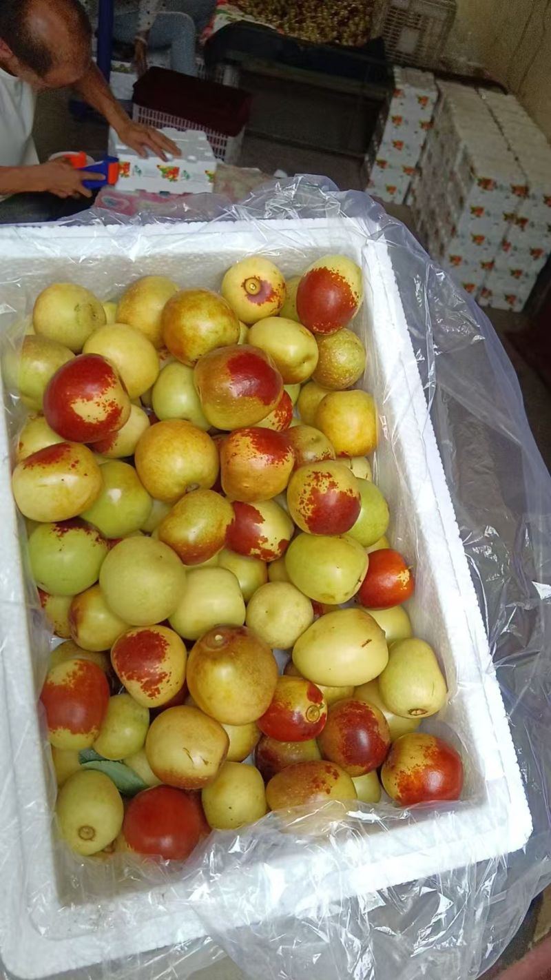 大荔冬枣
