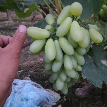 乒乓球葡萄，维多利亚，金蜜，17