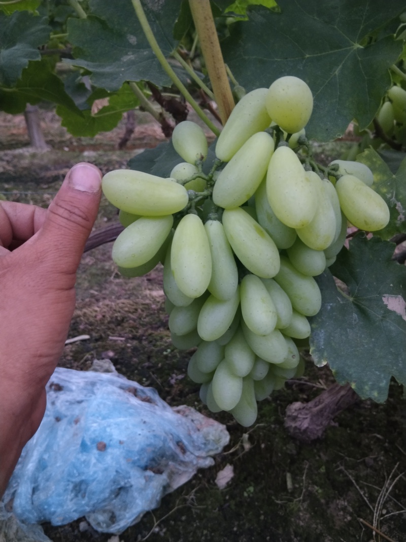 乒乓球葡萄，维多利亚，金蜜，17