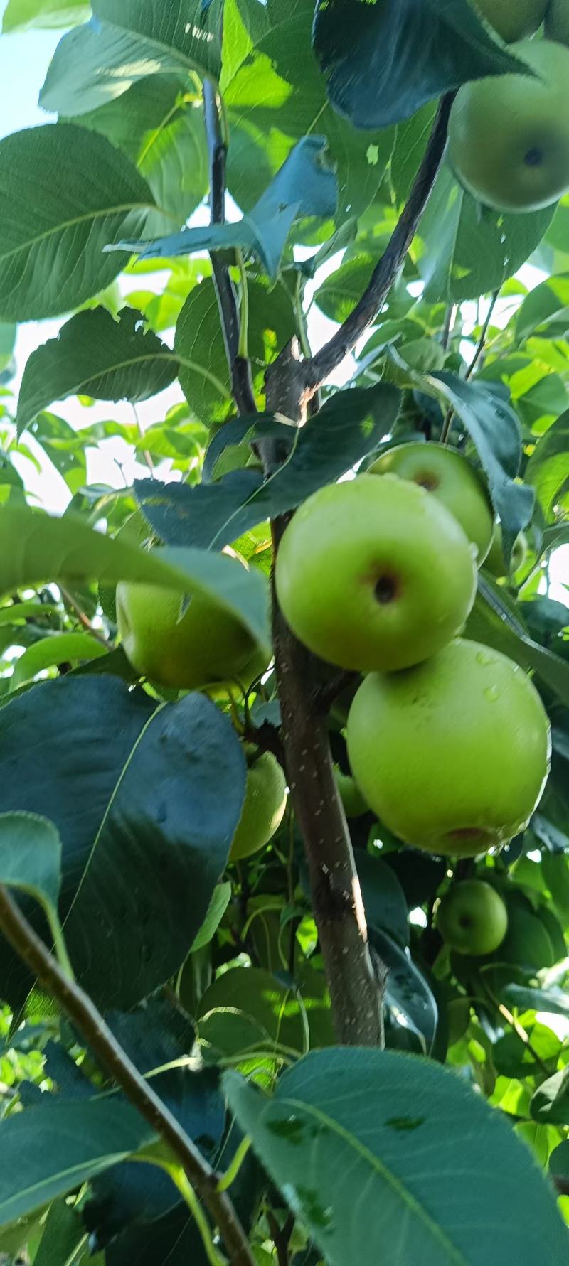 苹果梨
