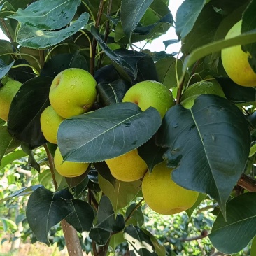 苹果梨