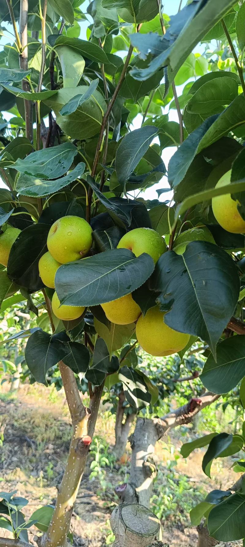 苹果梨