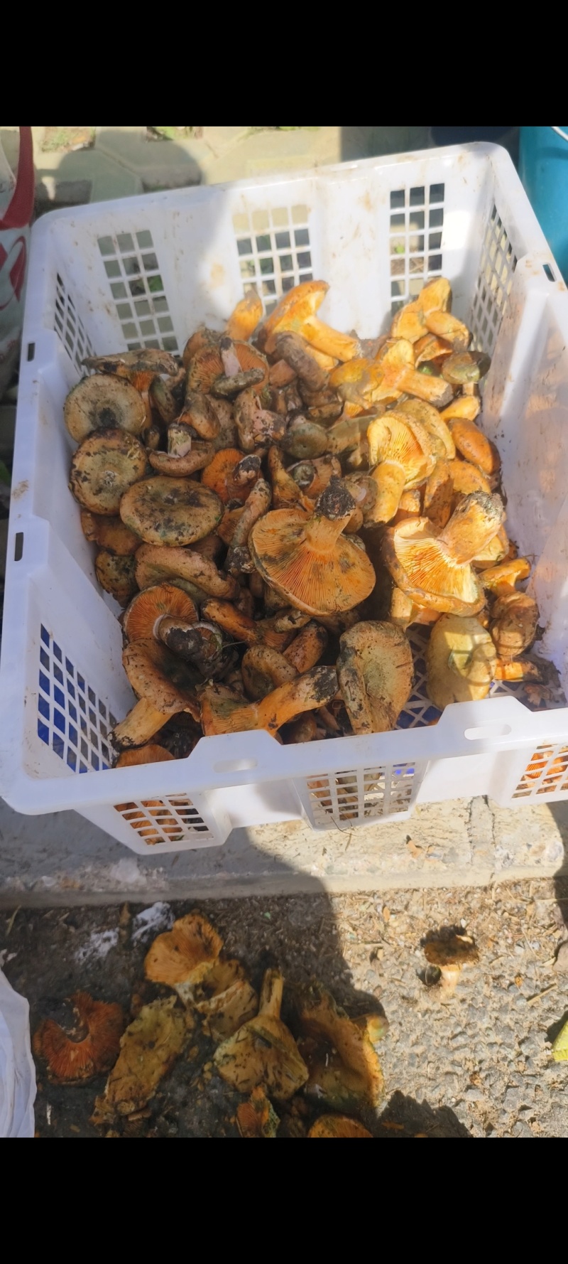 甘肃高原纵树菌，松乳菇