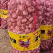 大青颗蒜种