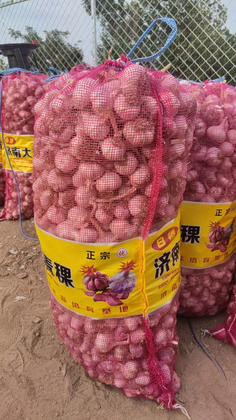 大青颗蒜种