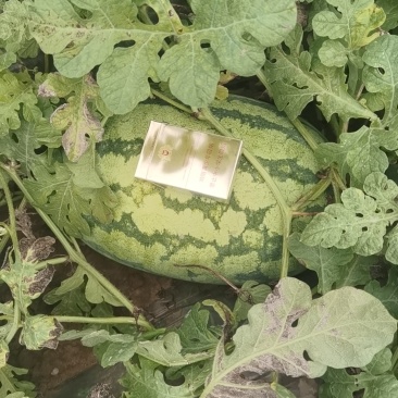 大荔金华6西瓜