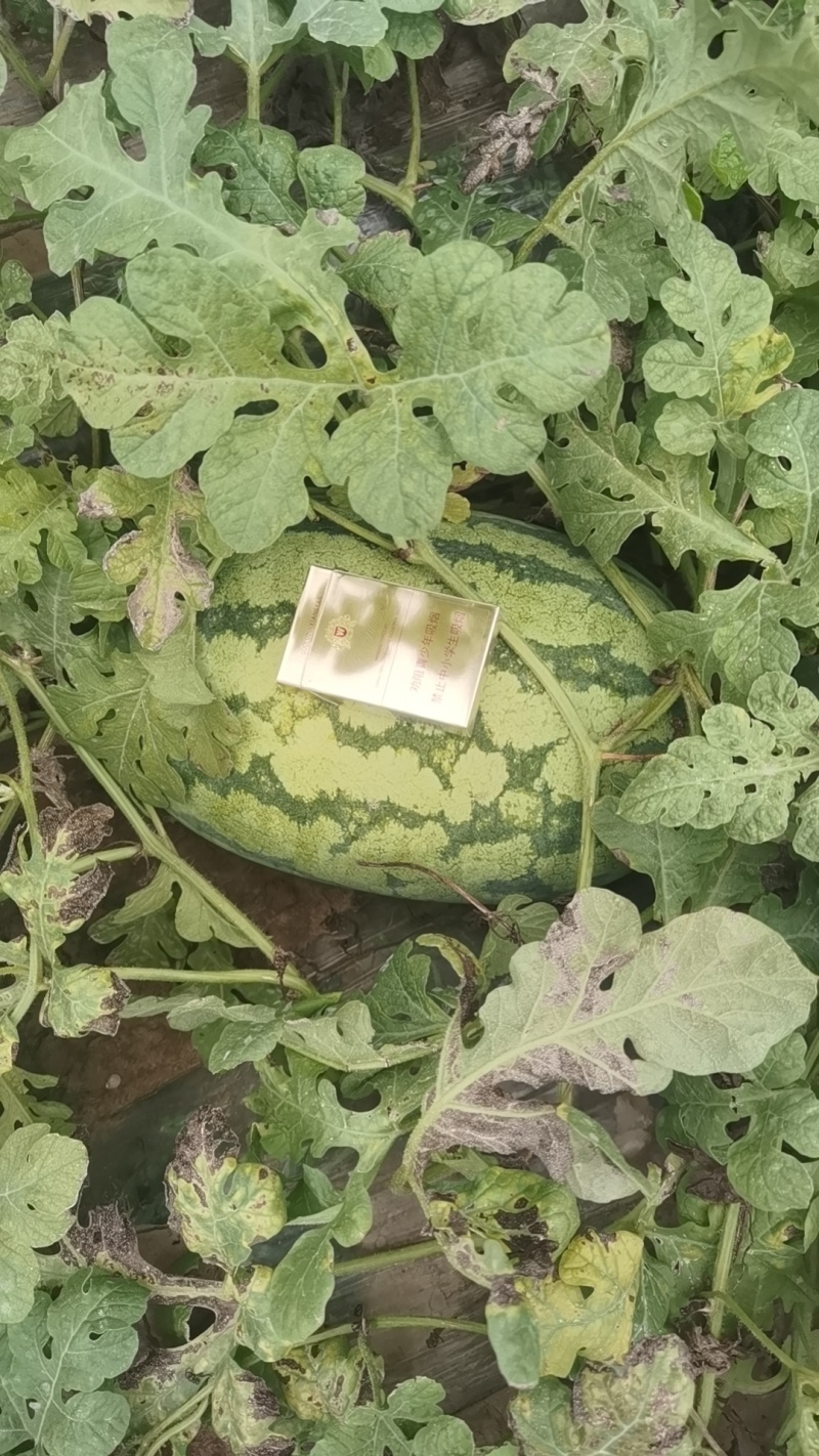 大荔金华6西瓜