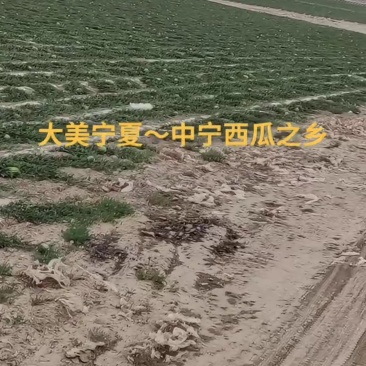 西瓜