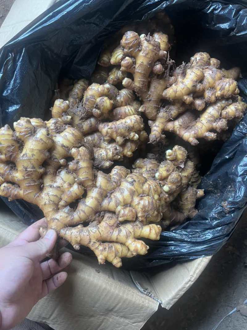 贵州二黄姜