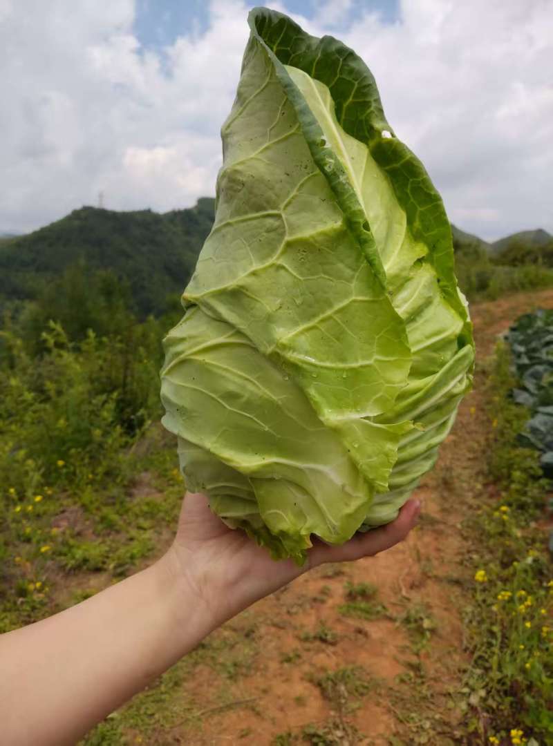 精品牛心甘蓝