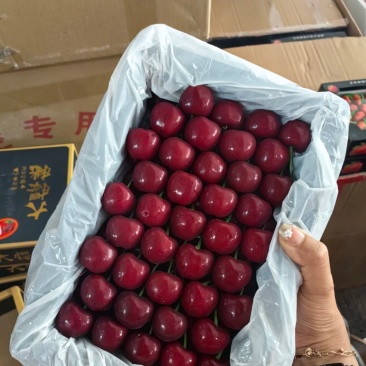大樱桃