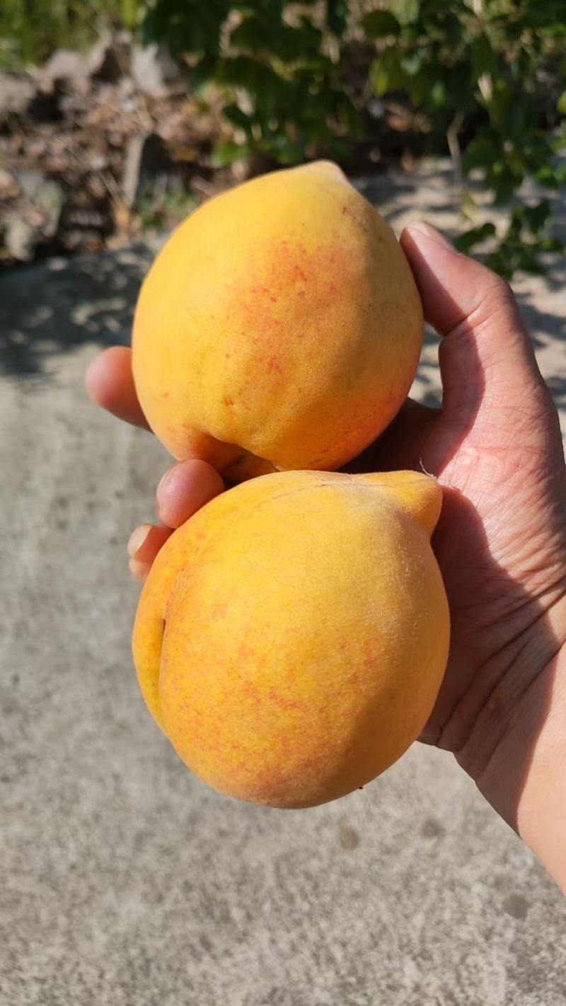 锦绣黄桃