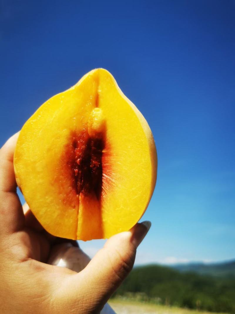 锦绣黄桃