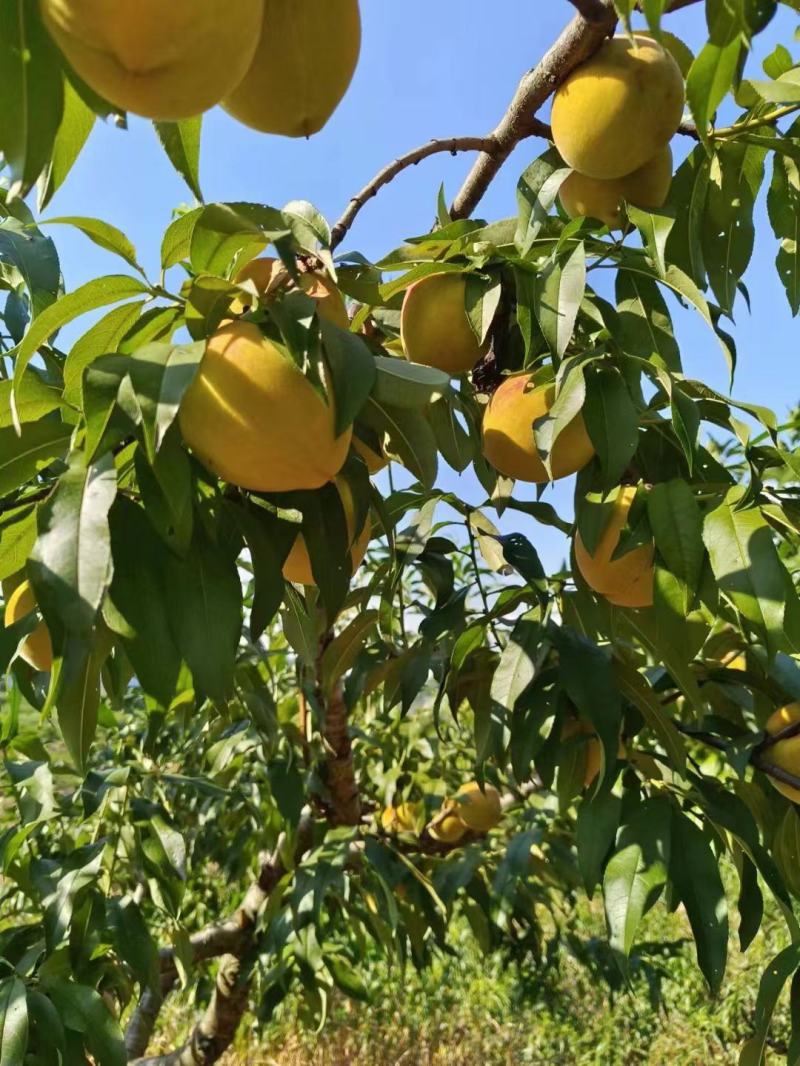 锦绣黄桃