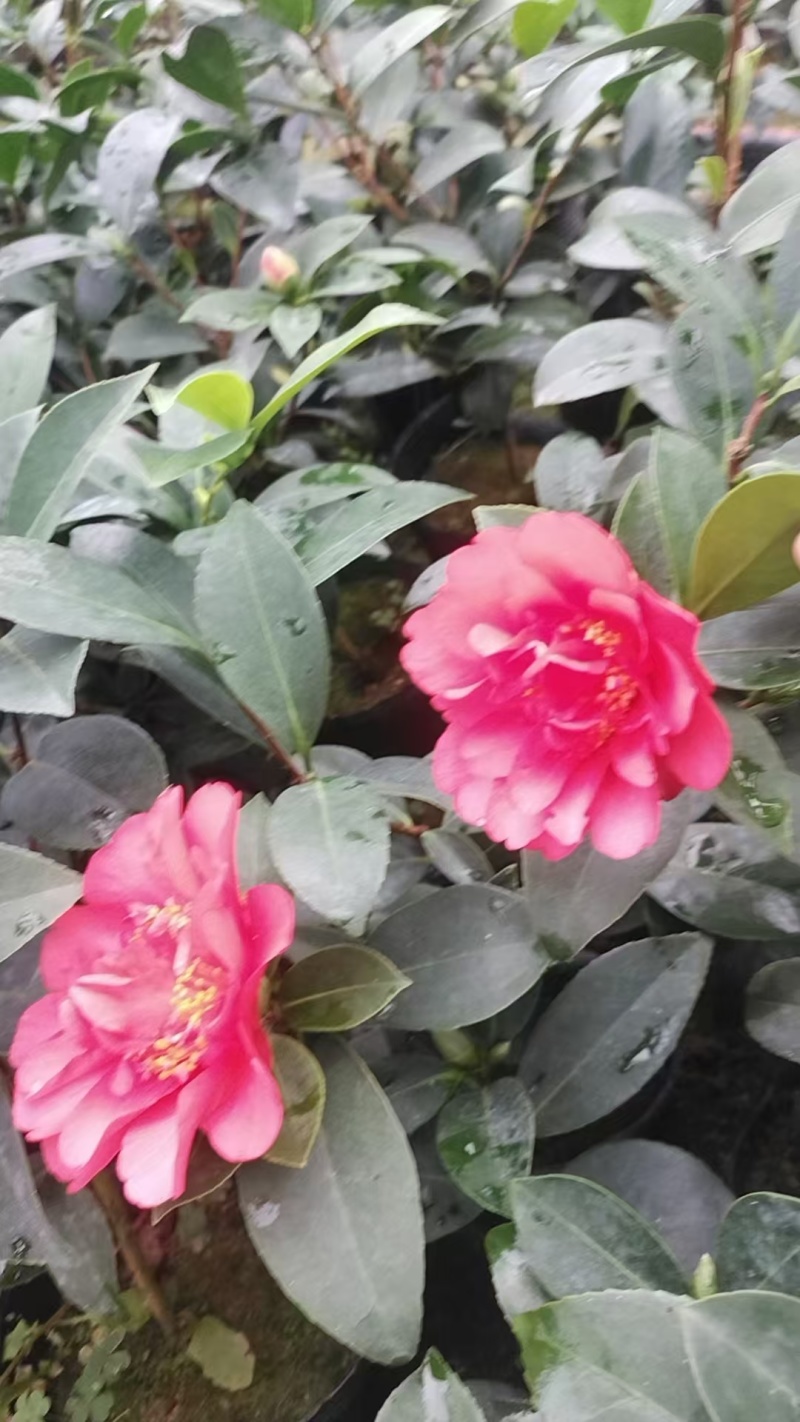 茶花21杯