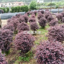 红花继木冠幅60公分