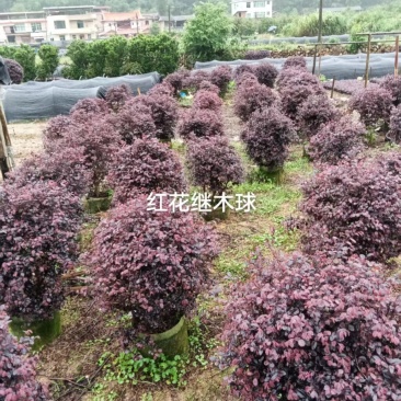 红花继木冠幅60公分
