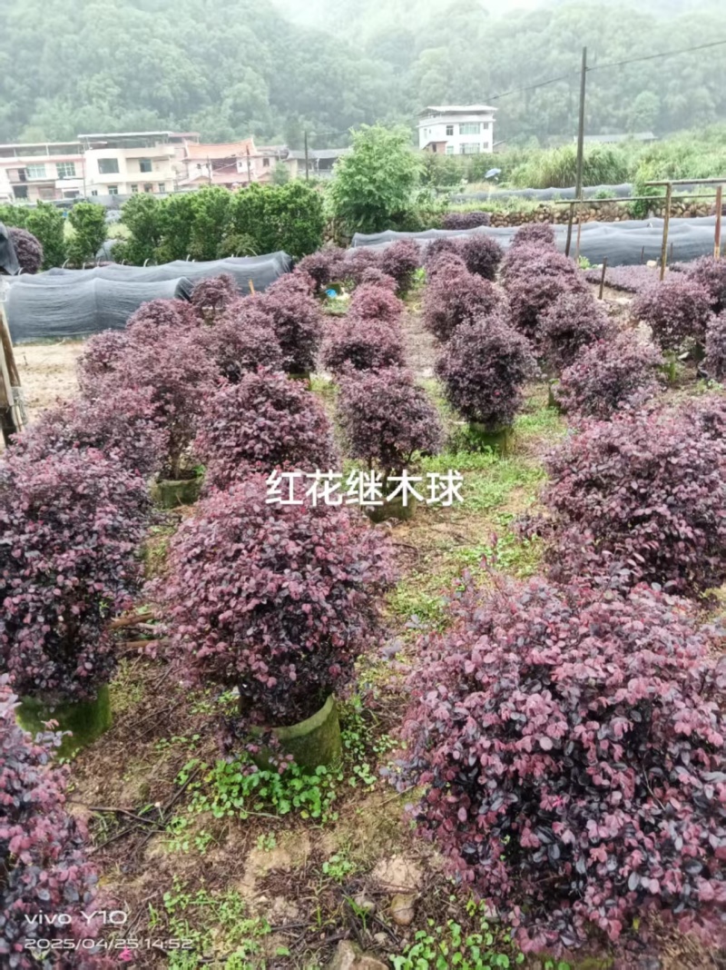 红花继木冠幅60公分