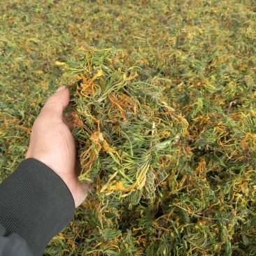 山银花