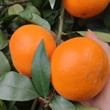 沃柑