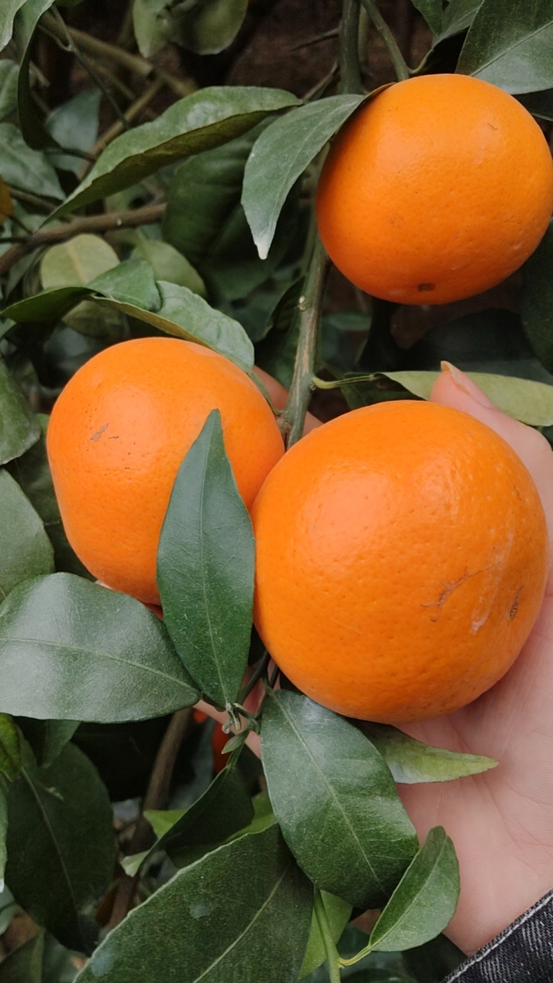 沃柑