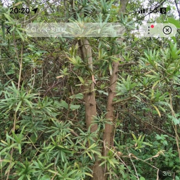 罗汉松