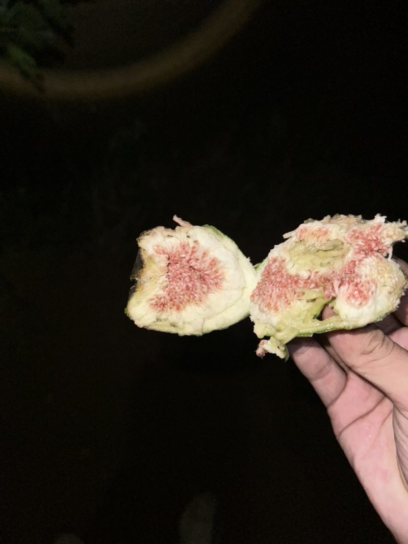青皮无花果