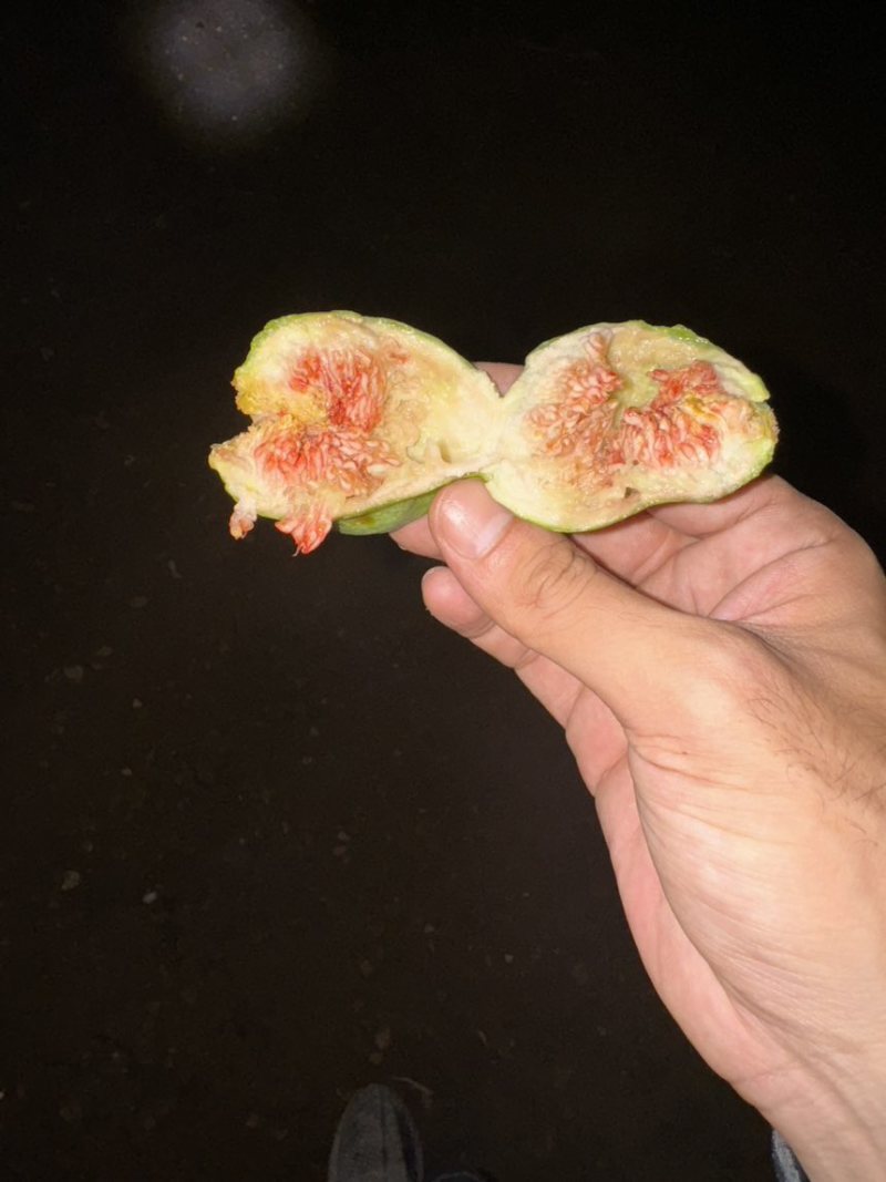 青皮无花果