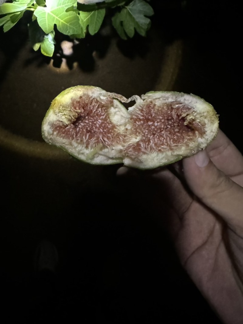 青皮无花果