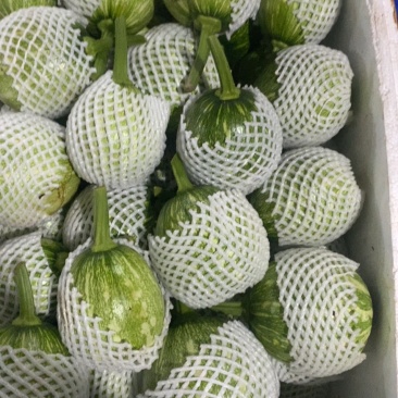 嫩南瓜