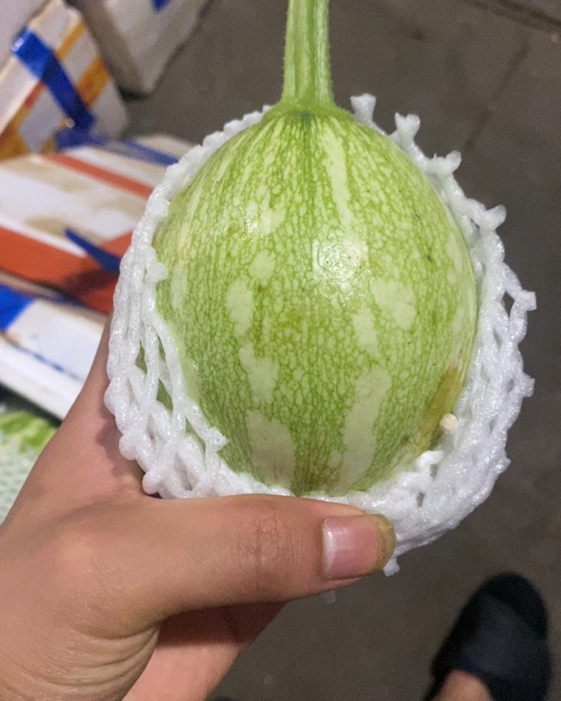 嫩南瓜