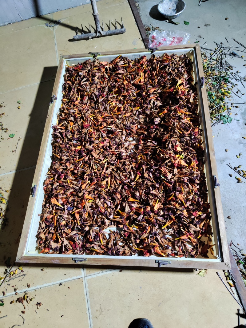 河南凌霄花