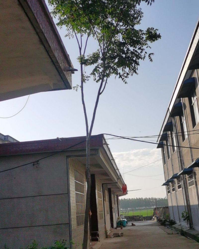 卖一棵花树