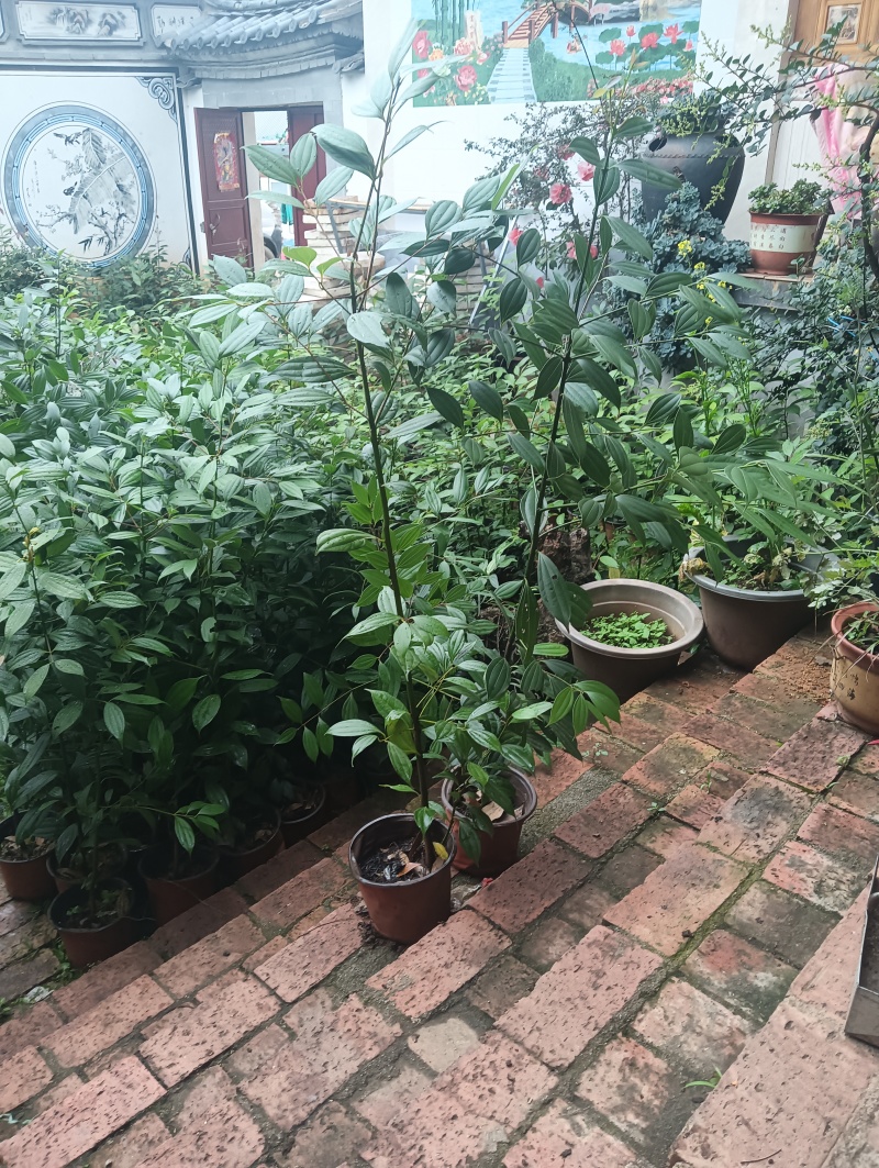 桂皮树苗