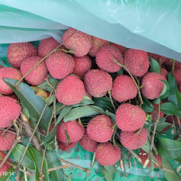 荔枝批发