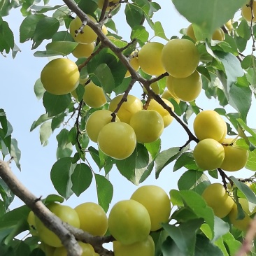 张家口下花园小白杏