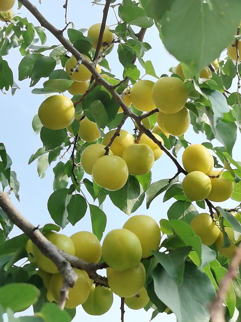 张家口下花园小白杏