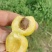 张家口下花园小白杏