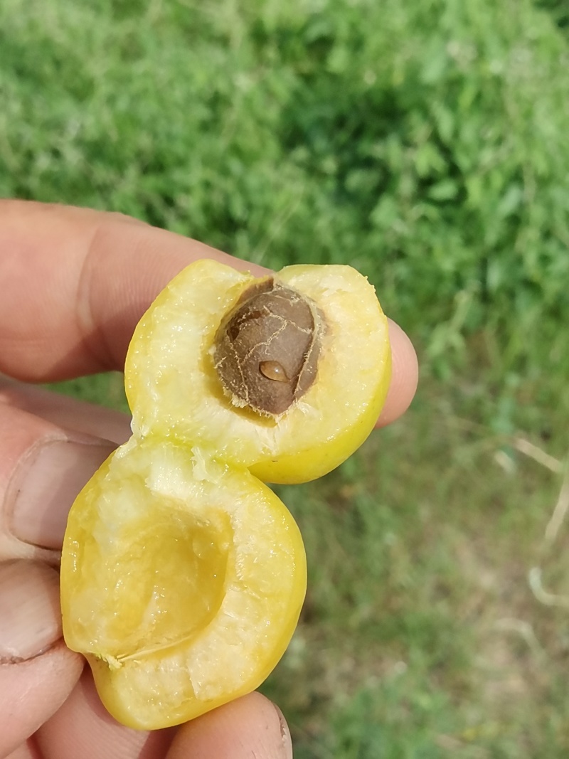 张家口下花园小白杏