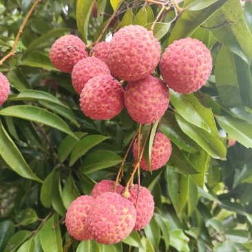 广西钦州香荔荔枝