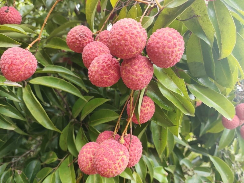 广西钦州香荔荔枝